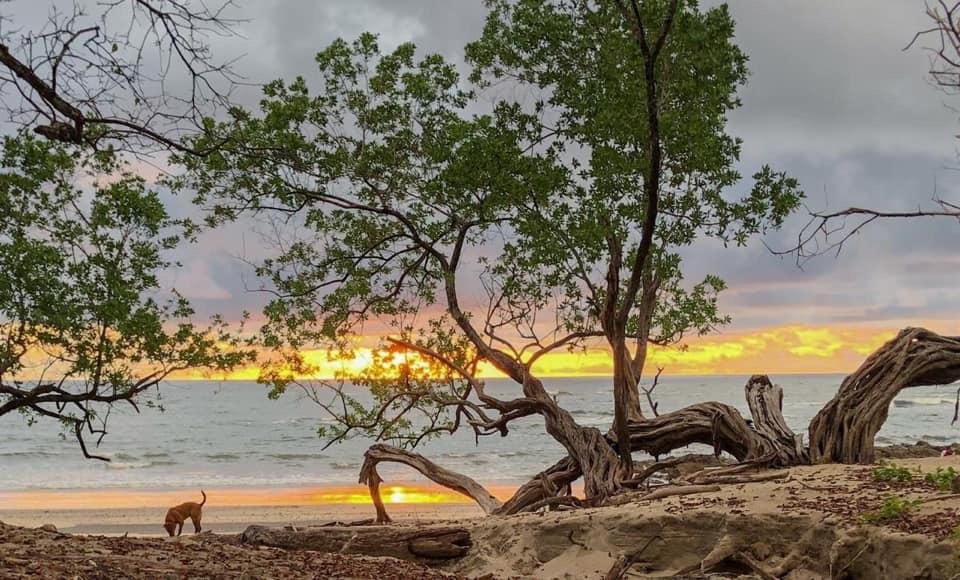 Playa Blanca, Guanacaste, Costa Rica at sunset with a dog next to a tree and the ocean in the background